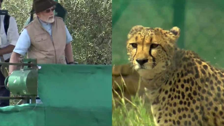Cheetahs return to India, PM Modi releases majestic wild cats - Check ...