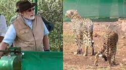 Project Cheetah: The return of cheetahs on the soil of India