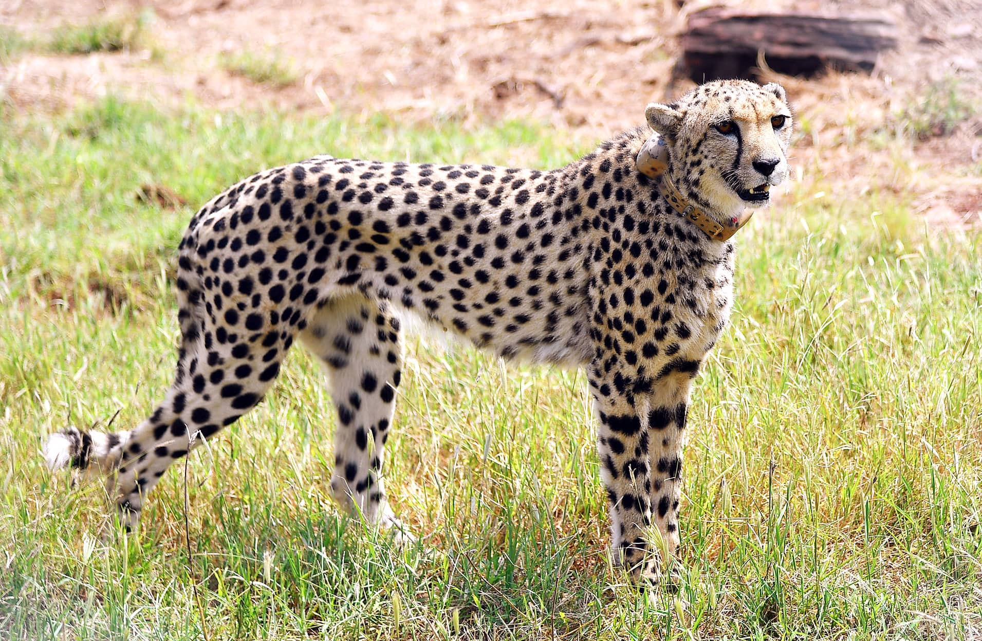 8 cheetahs flown from Namibia