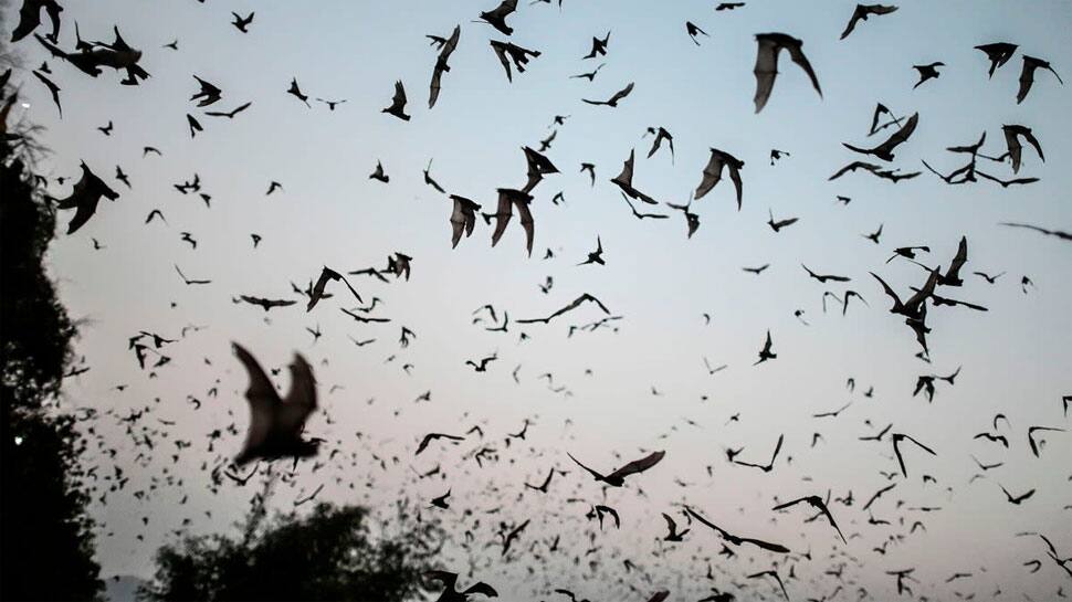 New danger coming! Covid-like VIRUS found in Russian BATS can INFECT humans, say researchers