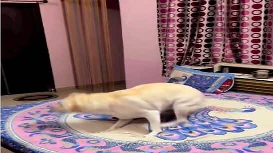 Labrador dog dances on Mere Dholna song from Bhool Bhulaiyaa- Watch viral video here