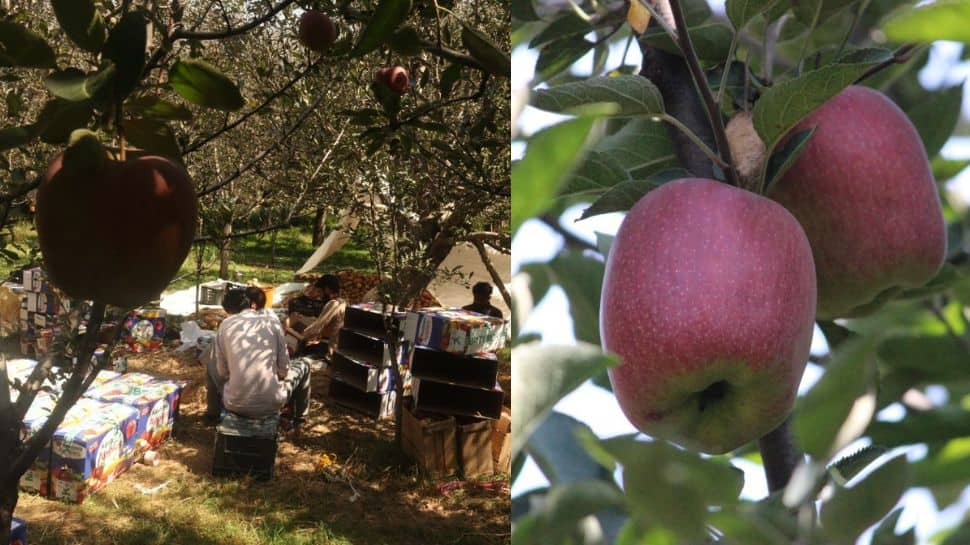 Kashmir&#039;s apple industry facing crisis during &#039;peak&#039; season, seeks govt&#039;s help