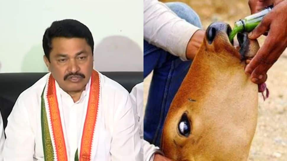 Maharashtra Congress chief says &#039;cheetahs from Nigeria&#039; caused Lumpy virus disease, BJP reacts