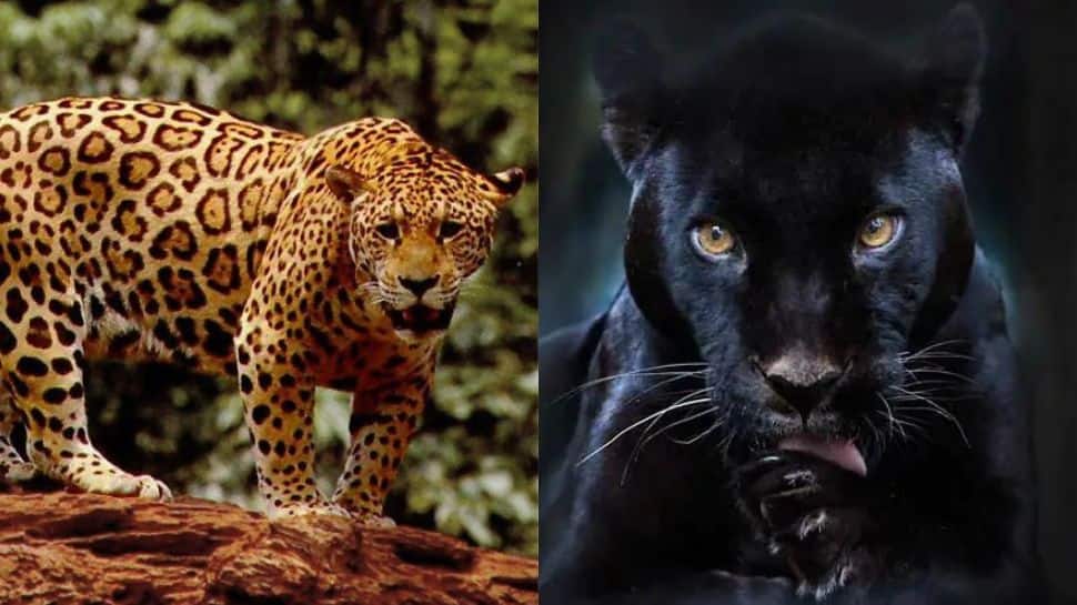 Andhra doctor appeals to India to rescue his pet jaguar, panther from Ukraine