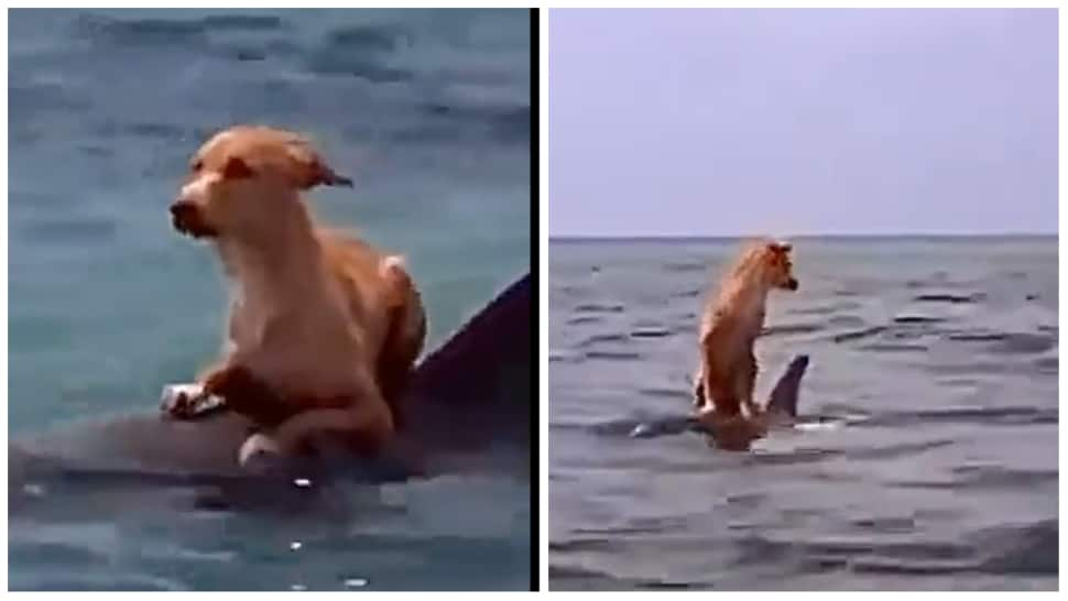 Life of Paw! Dolphin saves dog from drowning into sea- WATCH