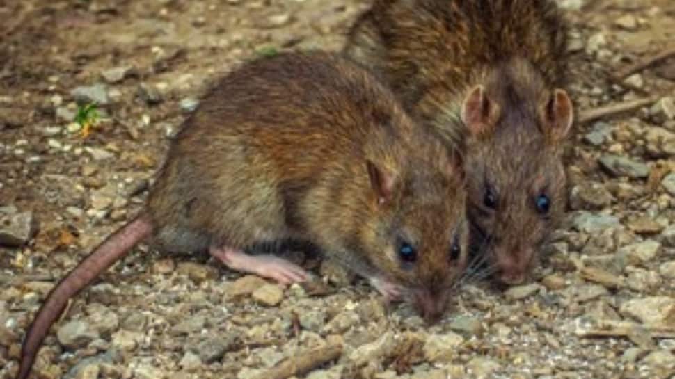 5 effective home remedies to get rid of RATS