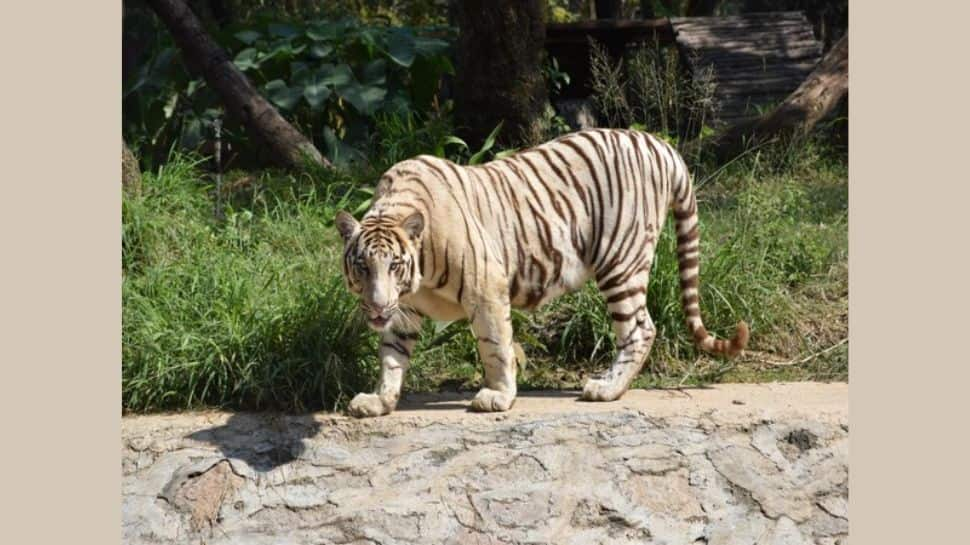 MANIT in Madhya Pradesh opts for online classes after tiger enters 650-acre campus