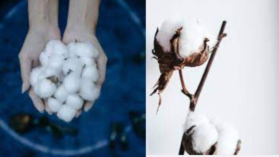 World Cotton day 2022: History, significance, theme- details here