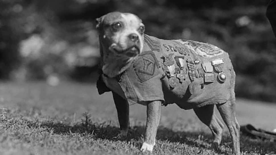 Sgt Stubby