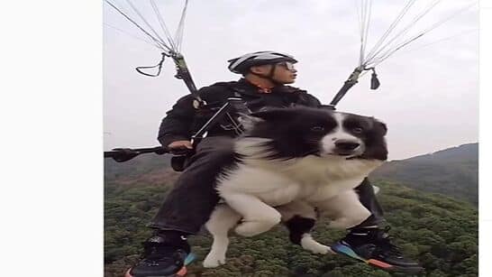 Viral Video: Pet Dog goes Paragliding with owner, netizens react- WATCH