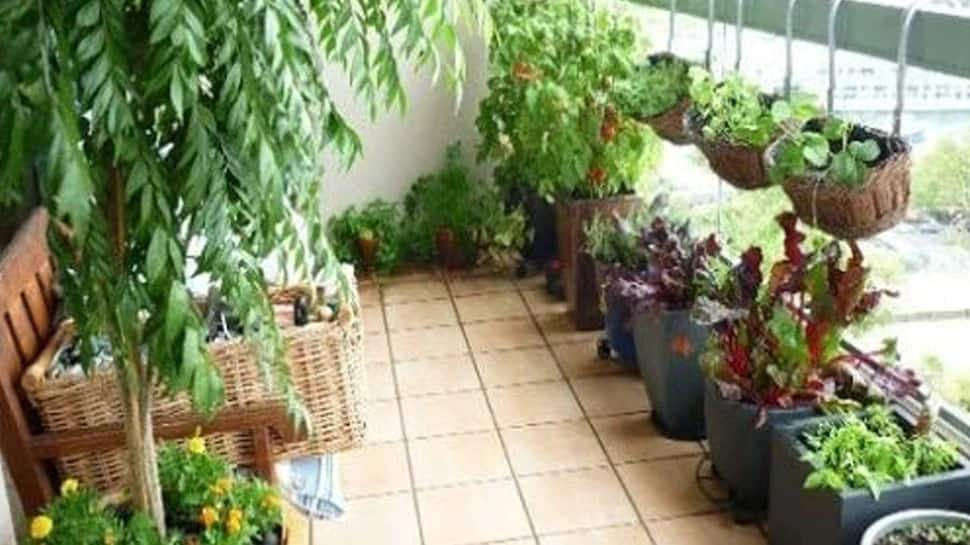 How to Grow a Balcony Garden: 5 Tips for Balcony Gardening