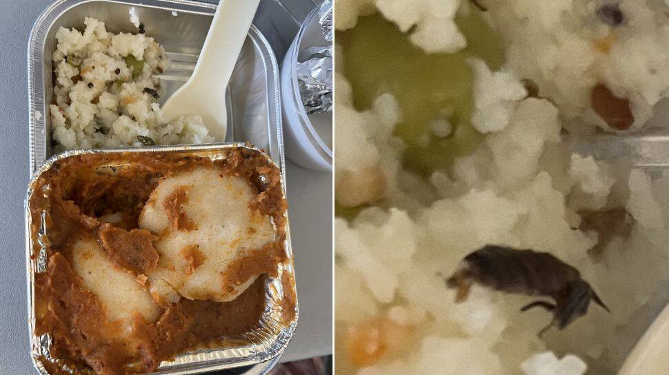 &#039;Screams fishy...&#039; Jet Airways CEO supports Vistara airline after passenger complains of cockroach in meal