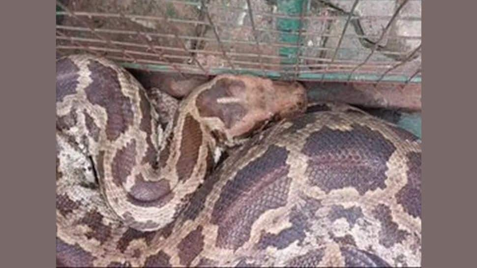 Watch - 80 kg Python found on school bus in UP&#039;s Raebareli, video goes viral