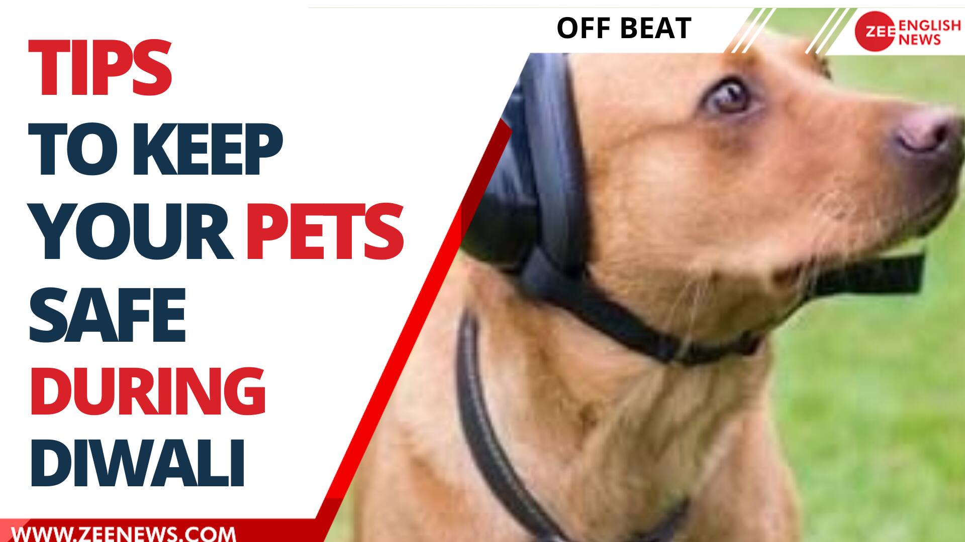 Diwali 2022: How to keep your Furballs safe during fireworks? | Zee News Diwali 2022: How to keep your Furballs safe during fireworks? | Zee News