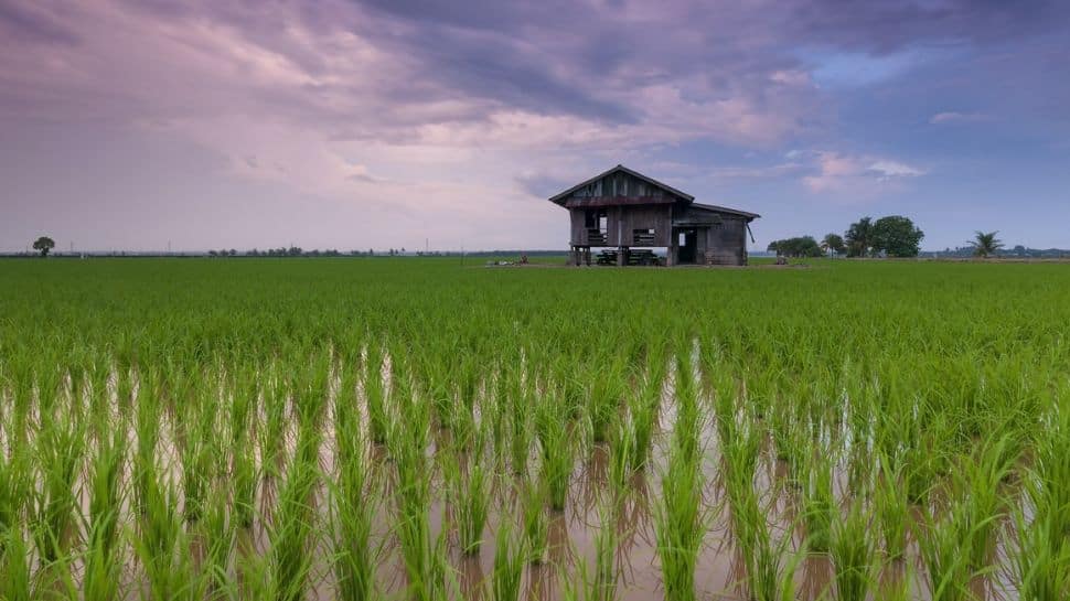 Kati Bihu 2022: Greetings, wishes, WhatsApp messages to share with loved ones today