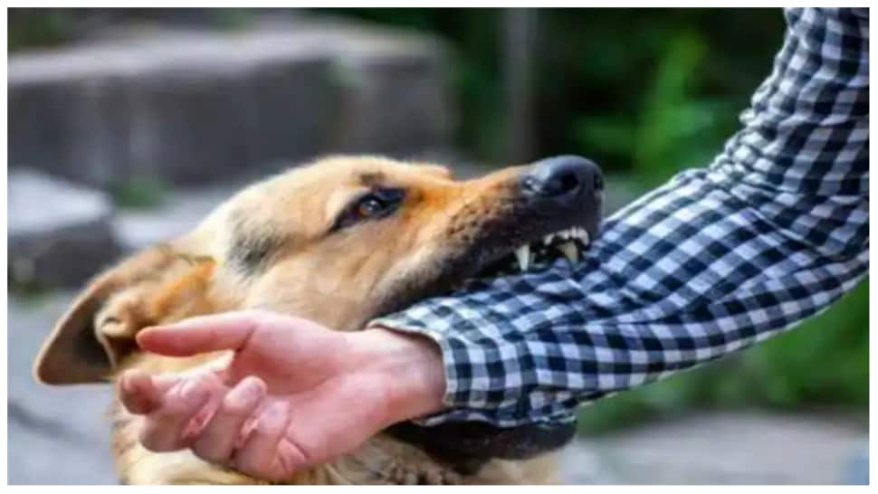 Dog attack cases: These HORRIFIC INCIDENTS scared Ghaziabad, Noida residents