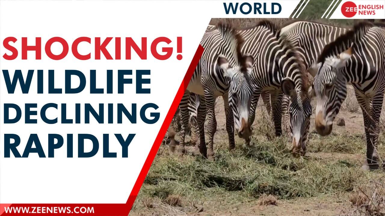 WATCH: Wildlife population is declining faster than you can imagine | Zee News WATCH: Wildlife population is declining faster than you can imagine | Zee News