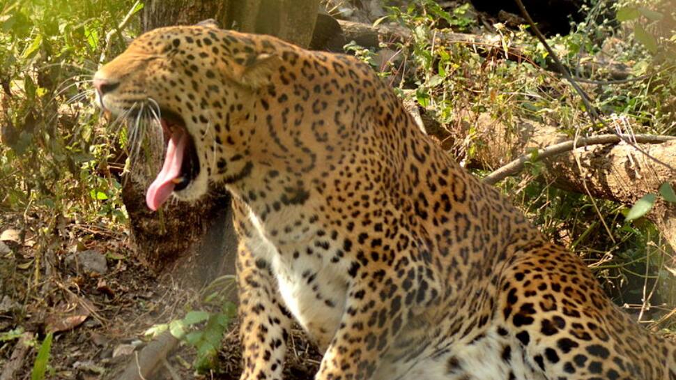 Maharashtra SHOCKER: Leopard attacks and kills 1.5-year-old girl in Goregaon