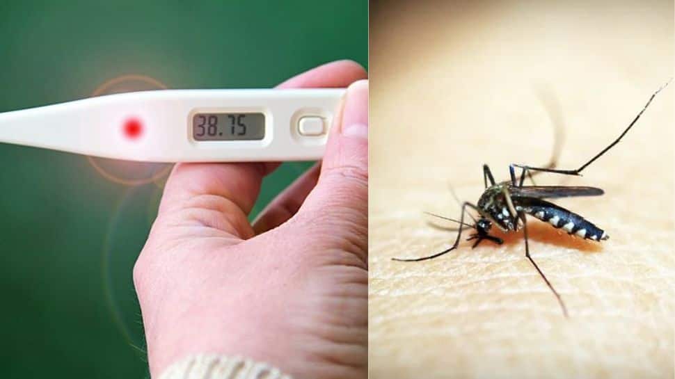 EXCLUSIVE: Dengue fever – Causes, symptoms, treatment; when to rush to a doctor
