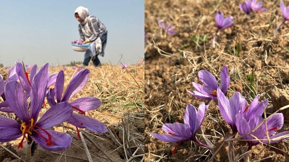 Jammu &amp; Kashmir: Bumper harvest of saffron makes farmers&#039; faces glow, double production expected