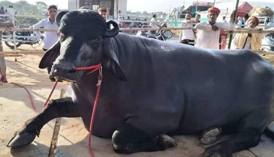 Man rapes buffalo calf in Maharashtra Pune, passersby catch, then THIS happened