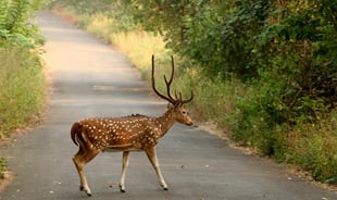 Sanjay Gandhi National Park, Mumbai