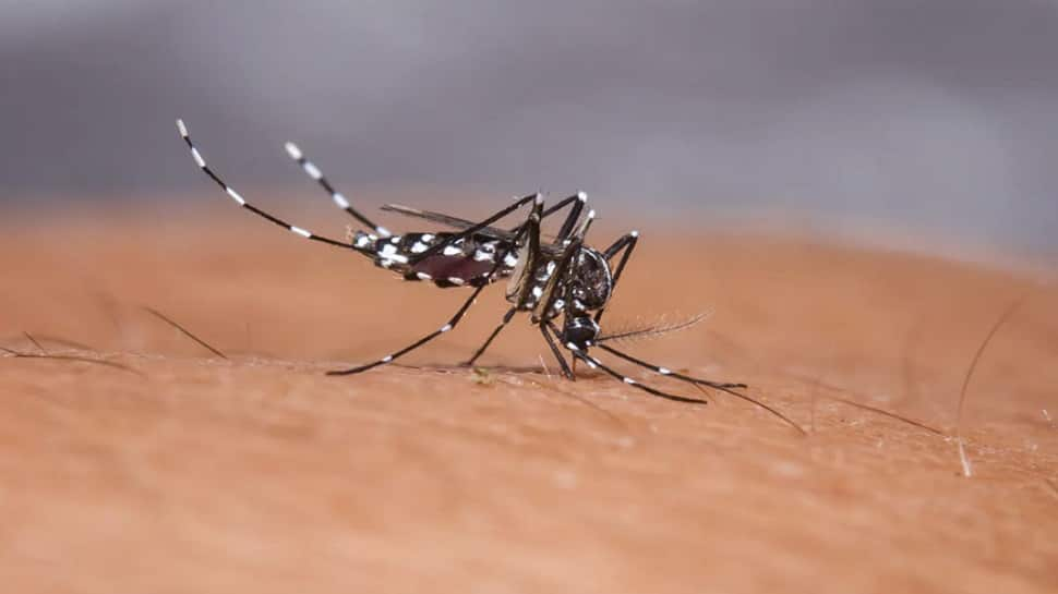 BEWARE of Mosquito-Borne Diseases! Dengue-Malaria is increasing at an alarming rate HERE