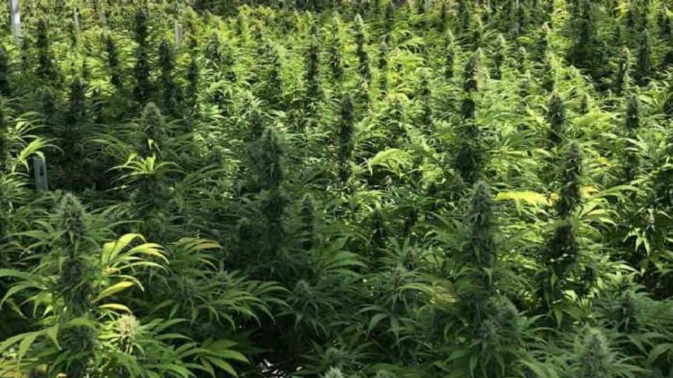 &#039;Cannabis legalisation&#039; an election issue in Himachal Pradesh polls, to benifit 30,000 poor farming families