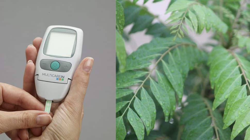 HIGH Blood Sugar: THESE 5 leaves will help control sugar levels and manage diabetes