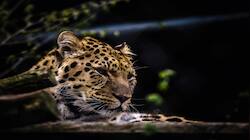 Tamil Nadu forest department on alert as Tiruppur villagers spot leopard