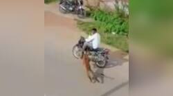 Leopard attack on bike rider in Mysore | Watch