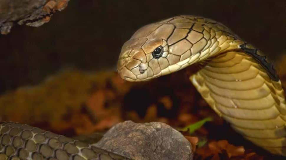 Viral: 8-year-old Chhattisgarh boy, struck by a cobra, bites snake to death - Here&#039;s how