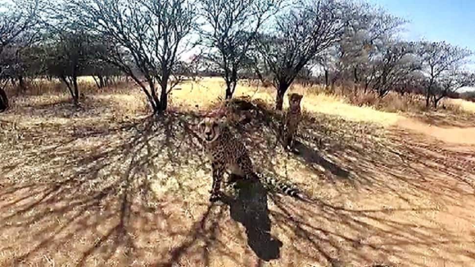 8 cheetahs in Kuno National Park get quarantine clearance, 2 released into acclimatisation enclosure