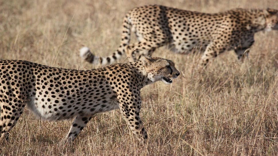 Within 24 hrs of release, cheetahs in Kuno National Park make their first hunt