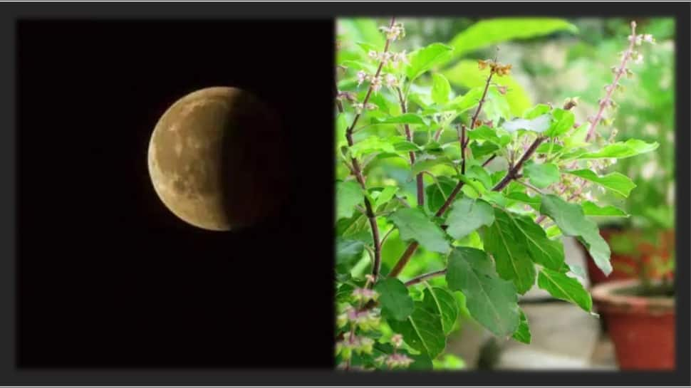 Lunar Eclipse 2022: DO NOT forget to mix &#039;TULSI&#039; with THIS during Chandra Grahan, OTHERWISE...