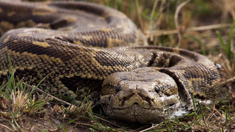 28 RARE pythons, spiders worth Rs 50 CRORE found in Neelachal Express, woman passenger caught red-handed HERE