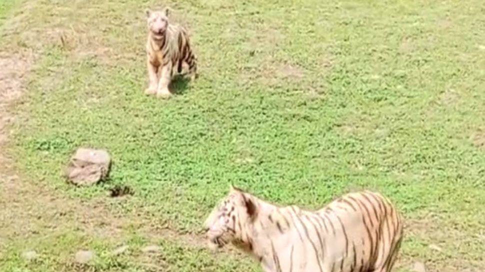 Chhattisgarh: White tiger cub named &#039;Singham&#039;, released in Maitri Bagh Zoo, draws huge crowd