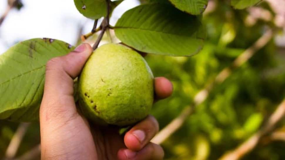 Guava Health Benefits: 5 reasons to include Amrood in your winter diet