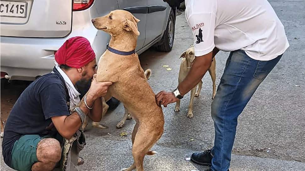 Now, Noida pet owners need to register their dogs, cats; Rs 10,000 fine to be imposed if... 