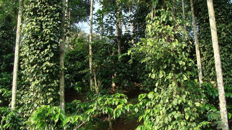 Visit coffee plantations in Coorg