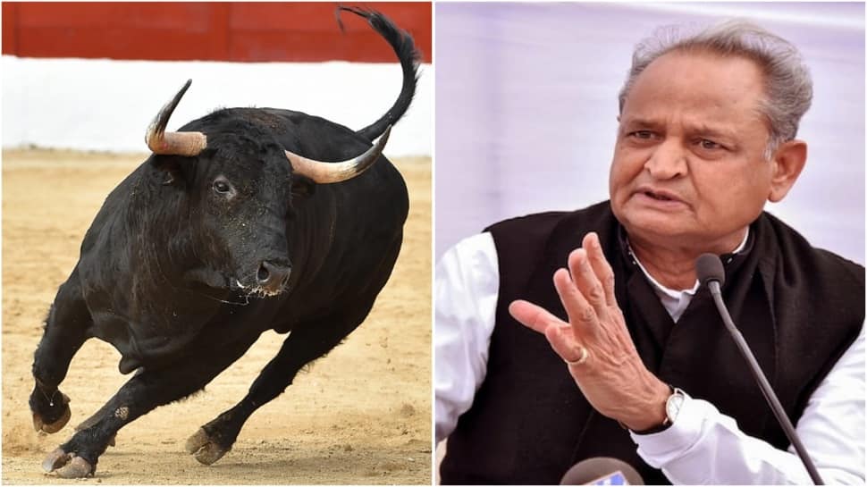 Bull enters Ashok Gehlot&#039;s Gujarat election rally, Rajasthan CM terms it &#039;BJP&#039;s CONSPIRACY...&#039;- WATCH