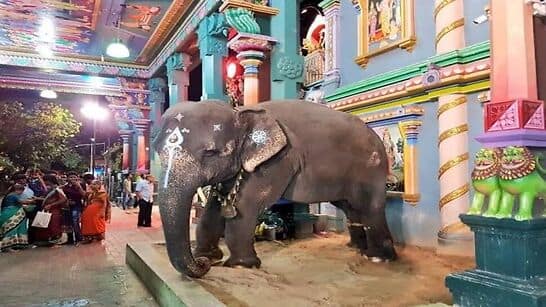Puducherry: Manakula Vinayagar temple&#039;s &#039;Divine&#039; elephant Lakshmi dies, hundreds gather to pay last respects- WATCH