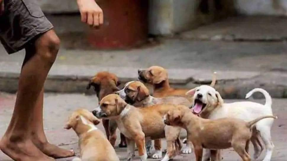 Dear DOG-HATERS, you CAN&#039;T STOP someone from feeding dogs. It&#039;s PUNISHABLE