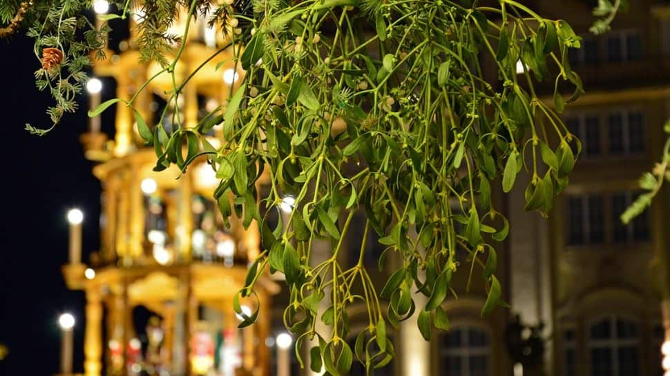 Christmas 2022: Why do we kiss under mistletoe tree - legend behind romantic tradition