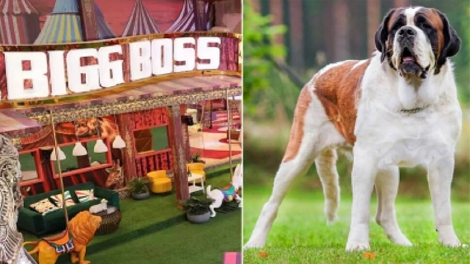 Cute Alert! &#039;Bigg Boss 16&#039; house to welcome a special new member, &#039;Maahim&#039;