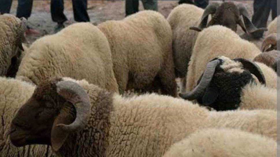 90 sheep run over in freak accident in UP&#039;s Balrampur
