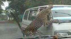 The dreaded 'leopard' attacked a moving vehicle in Assam's Jorhat