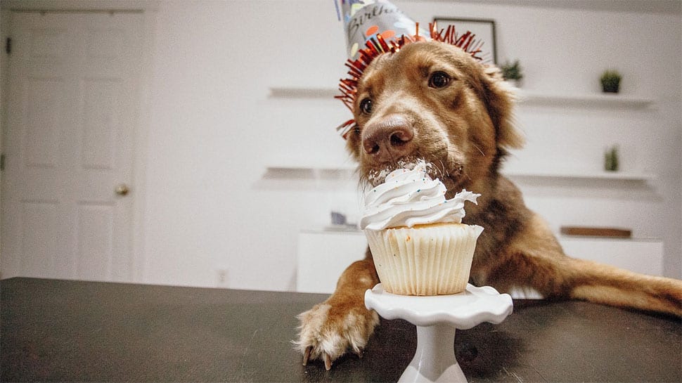 New Year 2023 for pets: Check out top bakeries which make special pup cakes, donuts for your adorable pets!