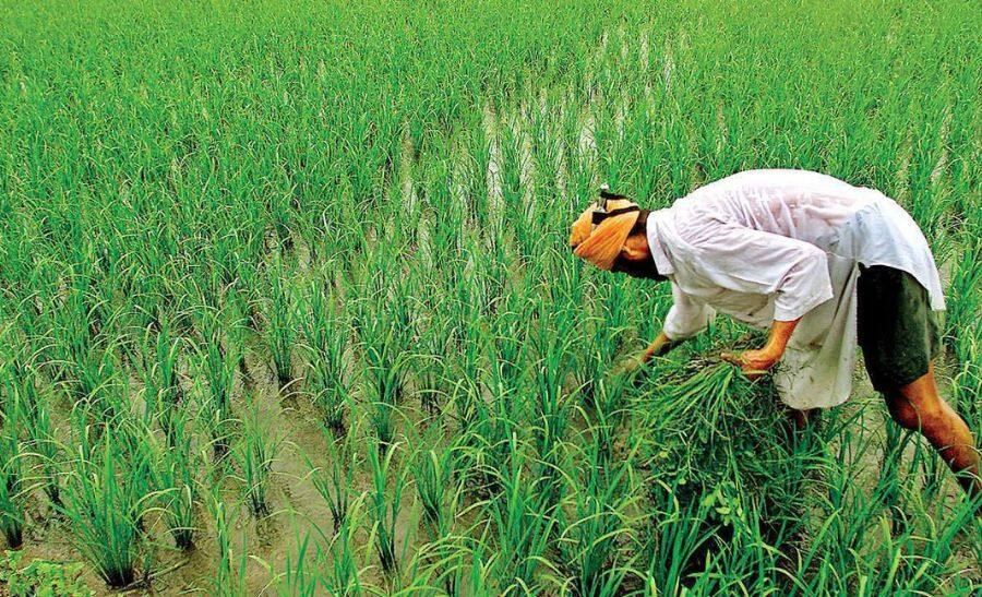 India&#039;s agricultural products exports in 2022-23 up 16 %