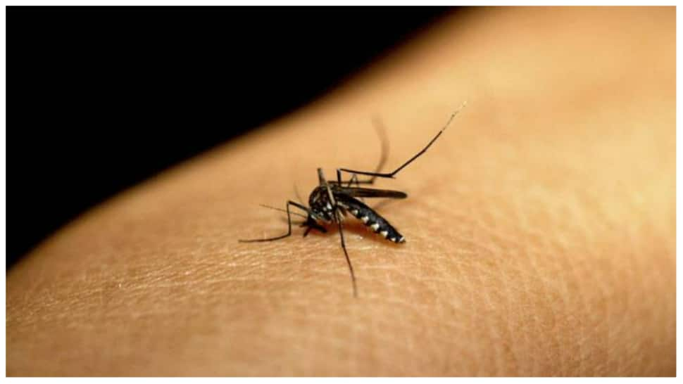 Delhi recorded 4,469 dengue cases; 9 deaths in 2022: MCD